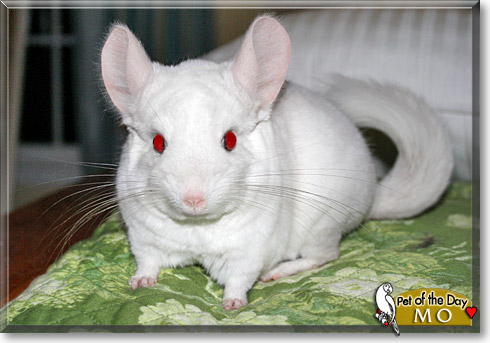 Mo, the Pet of the Day