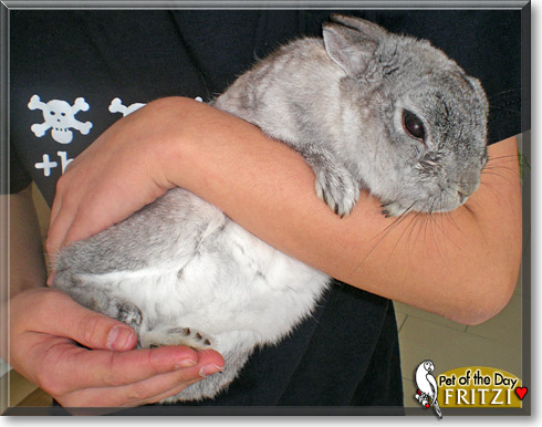 Fritzi, the Pet of the Day