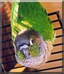 Cleo