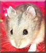 Jolie