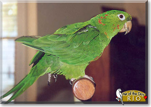 Rio, the Pet of the Day