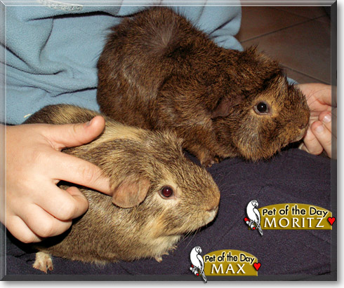 Max, Moritz, the Pet of the Day