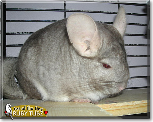 Ruby Tubz, the Pet of the Day Ruby Tubz, the Pet of the Day
