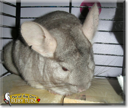 Ruby Tubz, the Pet of the Day Ruby Tubz, the Pet of the Day