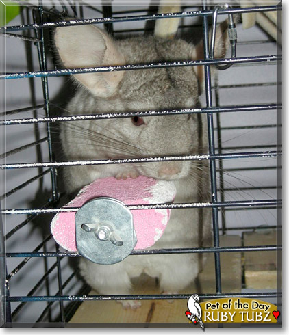 Ruby Tubz, the Pet of the Day Ruby Tubz, the Pet of the Day