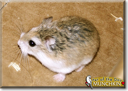 Munchkin, the Pet of the Day