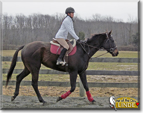 Linde, the Pet of the Day