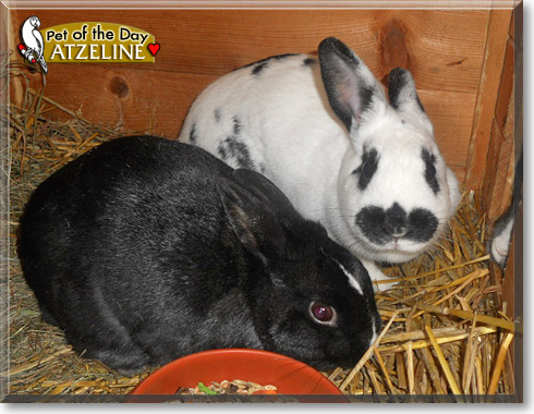 Atzeline, the Pet of the Day