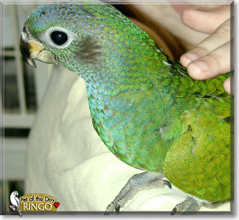 Ringo, the Pet of the Day Ringo, the Pet of the Day