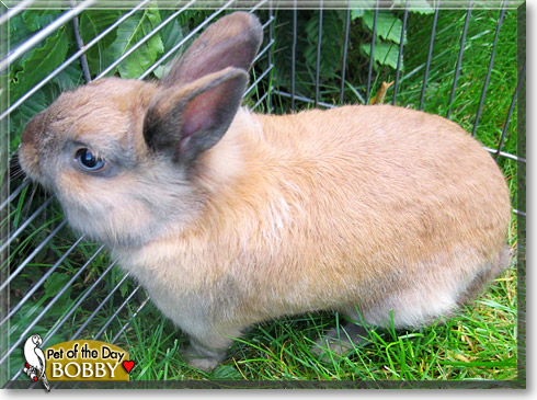 Bobby, the Pet of the Day