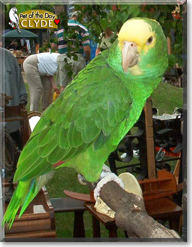 Clyde, the Pet of the Day