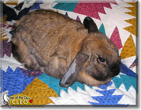 Cleo, the Pet of the Day Cleo, the Pet of the Day