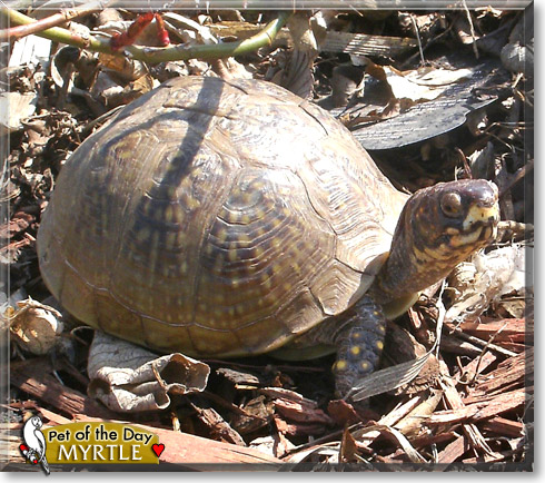 Myrtle, the Pet of the Day