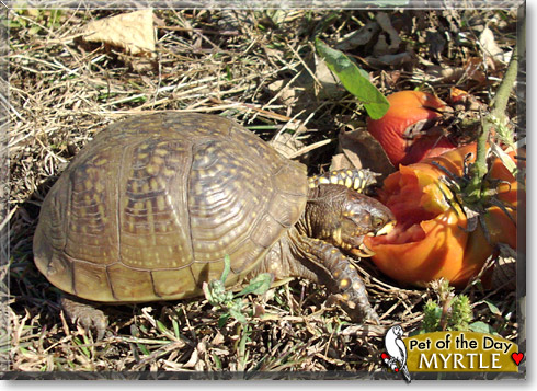 Myrtle, the Pet of the Day