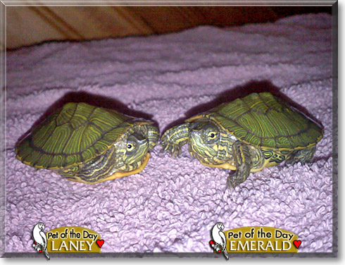 Emerald and Laney, the Pet of the Day