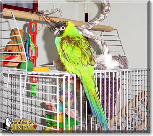 Indy, the Pet of the Day
