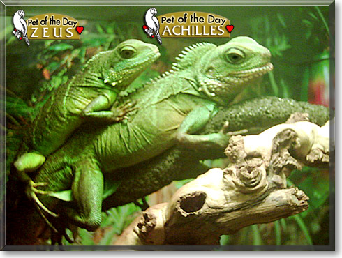 Achilles, Zeus, the Pet of the Day Achilles, Zeus, the Pet of the Day