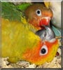 Sunny Patch