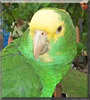 Clyde