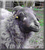 Frieda