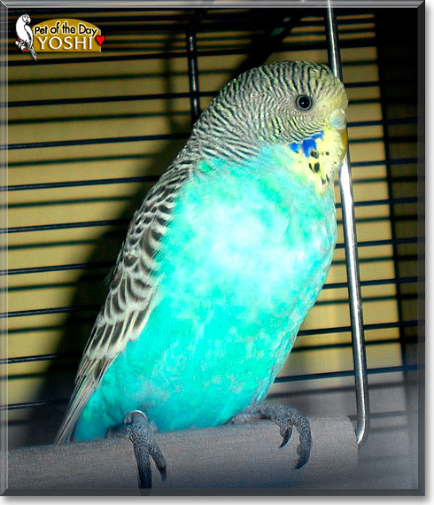 Yoshi, the Pet of the Day