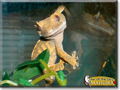 Mahuika, the Pet of the Day Mahuika, the Pet of the Day