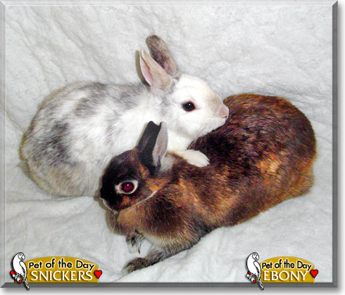 Snickers, Ebony, the Pet of the Day Snickers, Ebony, the Pet of the Day