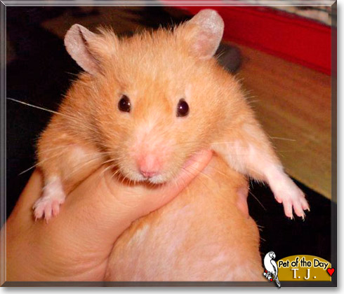 T.J., the Pet of the Day