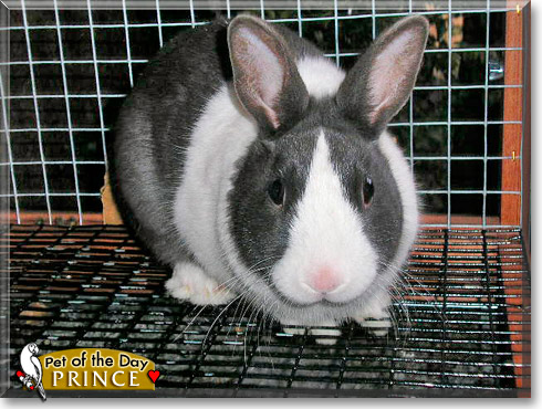 Prince, the Pet of the Day Prince, the Pet of the Day
