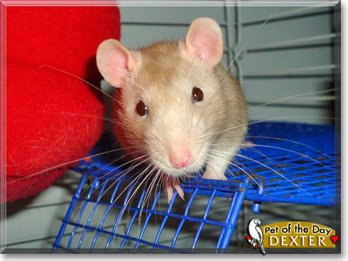 Dexter, the Pet of the Day Dexter, the Pet of the Day