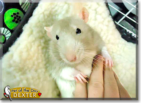Dexter, the Pet of the Day Dexter, the Pet of the Day