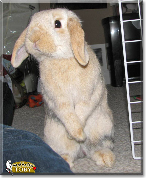 Tobias, the Pet of the Day Tobias, the Pet of the Day