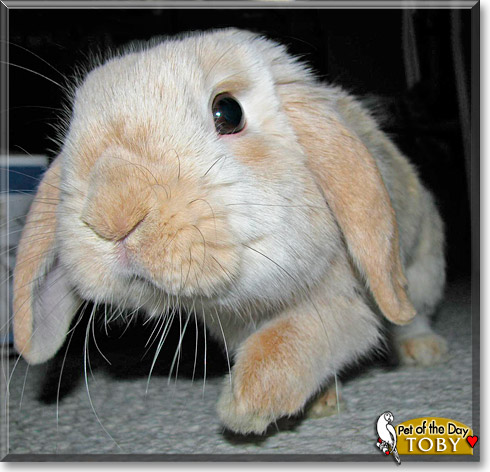 Tobias, the Pet of the Day Tobias, the Pet of the Day