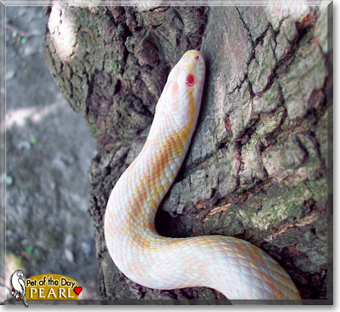 Pearl, the Pet of the Day Pearl, the Pet of the Day