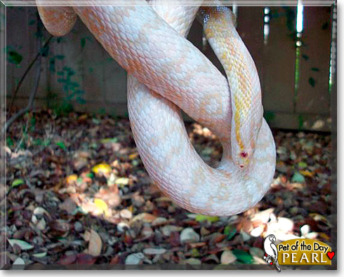 Pearl, the Pet of the Day Pearl, the Pet of the Day