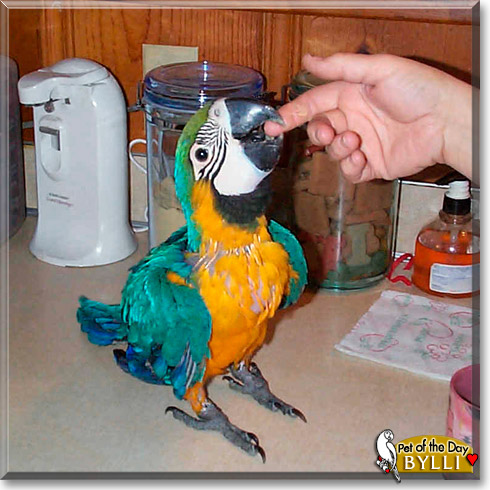 Bylli, the Pet of the Day Bylli, the Pet of the Day