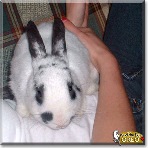Oreo, the Pet of the Day Oreo, the Pet of the Day