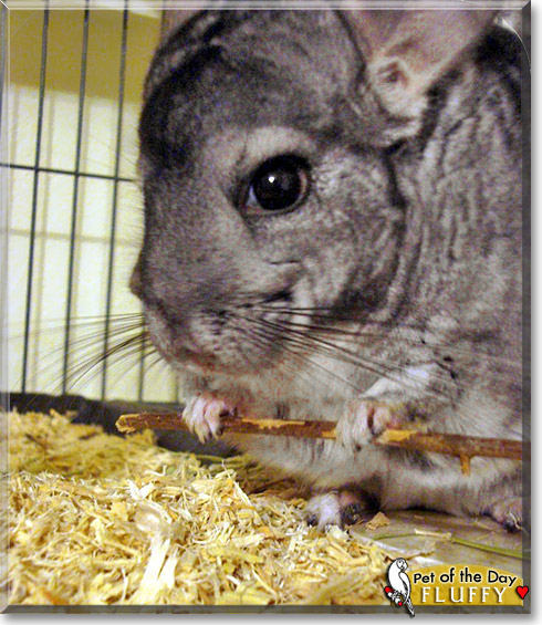 Fluffy, the Pet of the Day Fluffy, the Pet of the Day