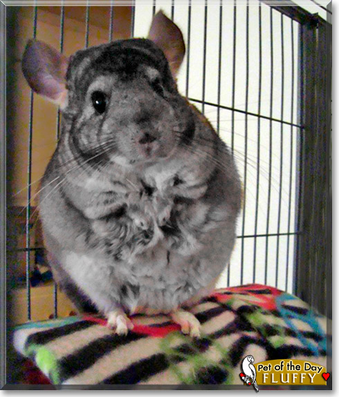 Fluffy, the Pet of the Day Fluffy, the Pet of the Day