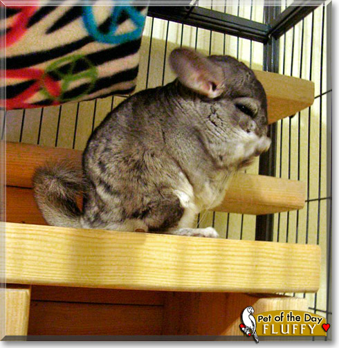 Fluffy, the Pet of the Day Fluffy, the Pet of the Day