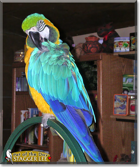 Stagger Lee, the Pet of the Day Stagger Lee, the Pet of the Day