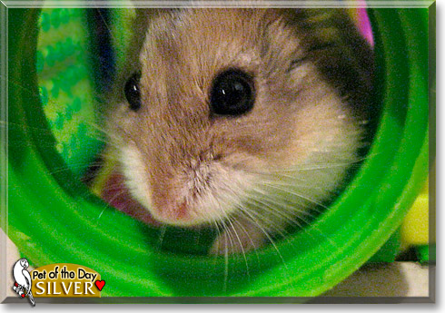 Silver, the Pet of the Day Silver, the Pet of the Day