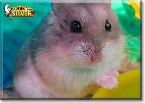 Silver, the Pet of the Day Silver, the Pet of the Day