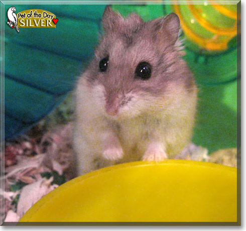Silver, the Pet of the Day Silver, the Pet of the Day