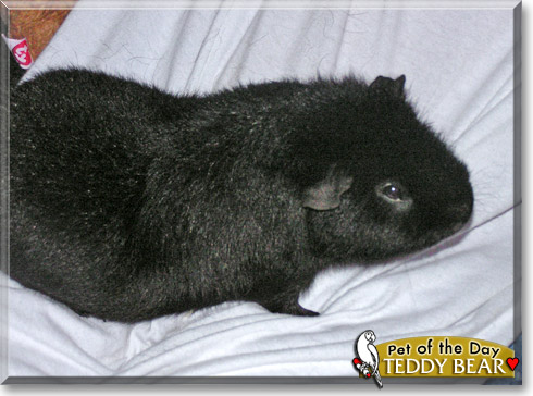 Teddy Bear, the Pet of the Day Teddy Bear, the Pet of the Day