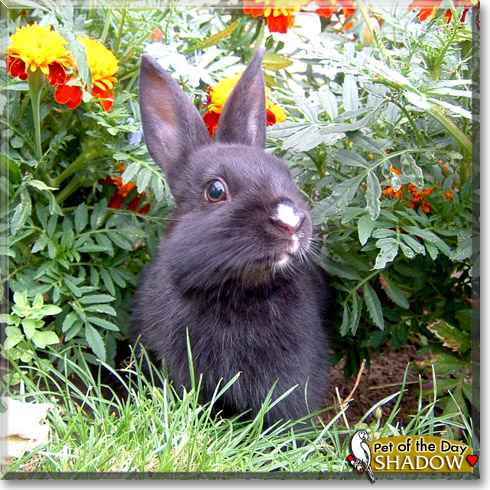 Shadow, the Pet of the Day