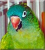 Paco