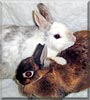 Snickers, Ebony
