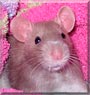Daisy