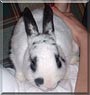 Oreo